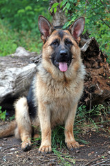 German shepherd dog