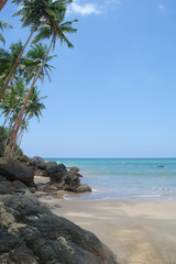 Fototapeta na wymiar Picturesque tropical beach. Sri Lanka