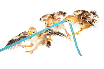 3 Chicks Tugging at the Same Rope