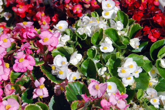 Colorful begonia semperflorens in full sun