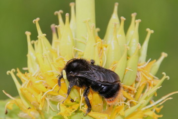 Un bourdon sur une fleur de gentiane