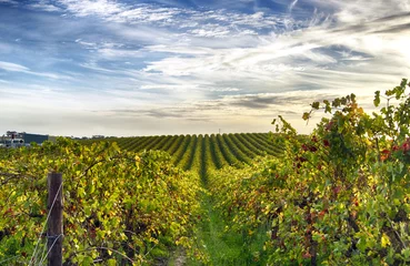 Schilderijen op glas Rows of vines at McLaren Vale vineyard in the late afternoon © trappy76