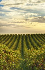 Foto op Canvas Rows of vines at McLaren Vale vineyard in the late afternoon © trappy76