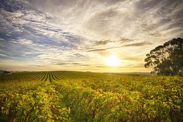 View of McLaren Vale vineyard in the late afternoon