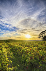 View of McLaren Vale vineyard in the late afternoon
