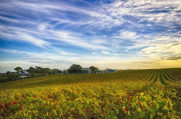  McLaren Vale vineyard and house © trappy76