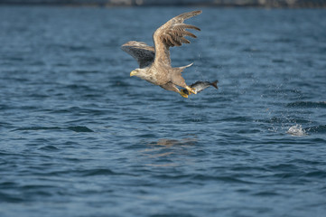 White-tailed Eagle