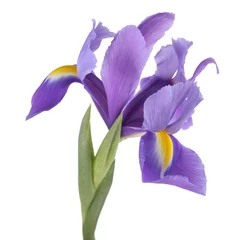 Deurstickers Iris Blauwe iris