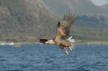 Hunting Eagle