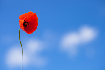 Obraz premium One flower of wild red poppy on blue sky background