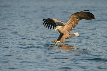 Hunting Eagle