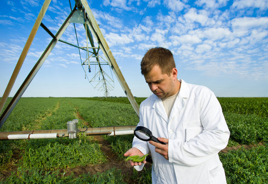 Agronomist in peas field