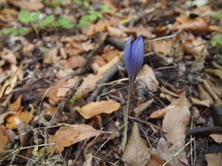 Сrocus flower