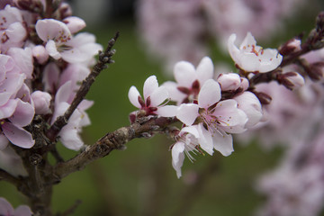 Apfelbaumblüten