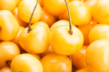 yellow cherry