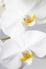 Obrazy na Szkle  biała orchidea