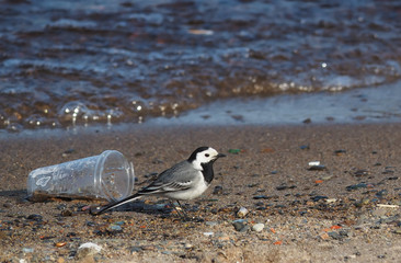 wagtail on the lake