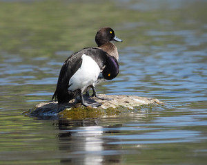 Tufted duck, Aythya fuligula