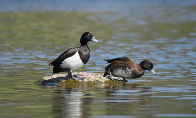 Tufted duck, Aythya fuligula