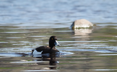 Tufted duck, Aythya fuligula