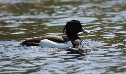 Tufted duck, Aythya fuligula