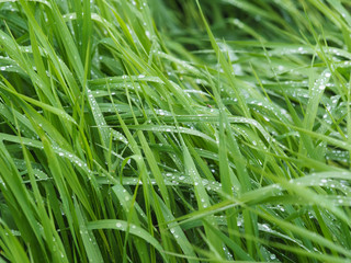 drops on leaves