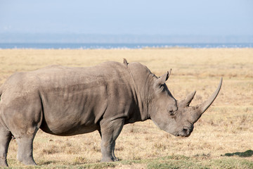 Obraz premium rhino