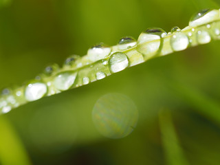 drops on leaves