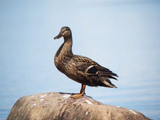 duck on the lake