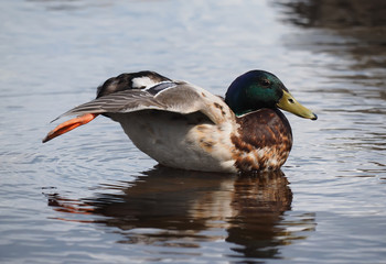 duck on the lake