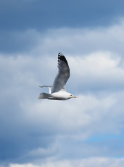 seagull in flight