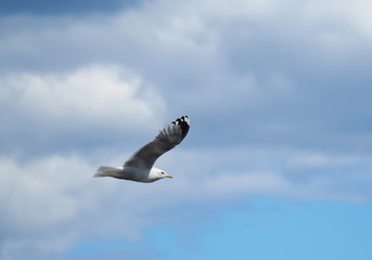 seagull in flight