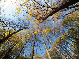 crown trees