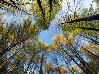 crown trees