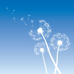 vector dandelions background