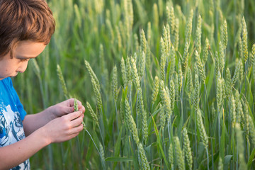 boy in the grain, field corn © wip-studio