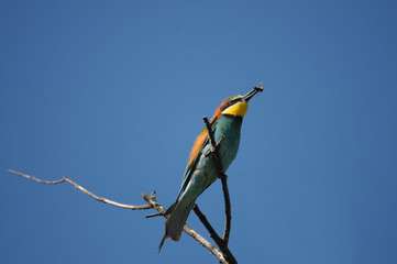 Fototapeta premium European Bee-eater bird (Merops apiaster)