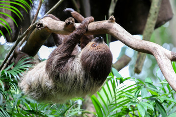 Obraz premium Three Toed Sloth Climbs