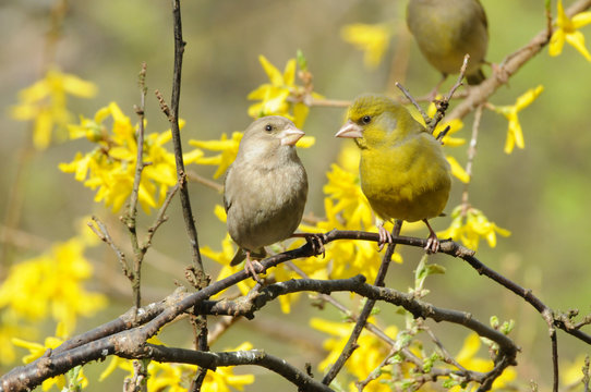 European greenfinch couple (Carduelis chloris) sitting on a twig