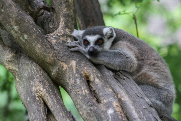 ring-tailed lemur (lemur catta)