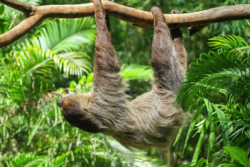 Three Toed Sloth Climbs