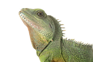 Chinese water dragon
