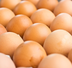 chicken egg in panel eggs