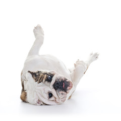 English Bulldog roling over floor - laying upside down