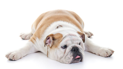 English Bulldog dog stretched over floor - Powered by Adobe