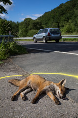 fox roadkill