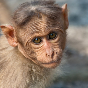 Baby Bonnet Macaque Portrait
