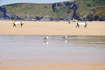 Surfers walking in a beach with seagulls