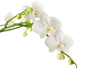 Fototapete Orchidee weiße Orchidee auf weißem Hintergrund