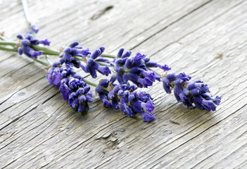 Lavendel zum Trocknen ausgelegt